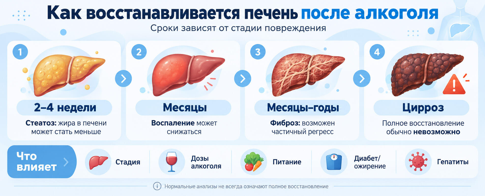 Инфографика о сроках восстановления печени при стеатозе, воспалении, фиброзе и циррозе